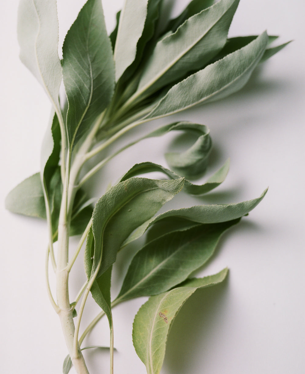 Sage Rich Cream for Hands & Feet