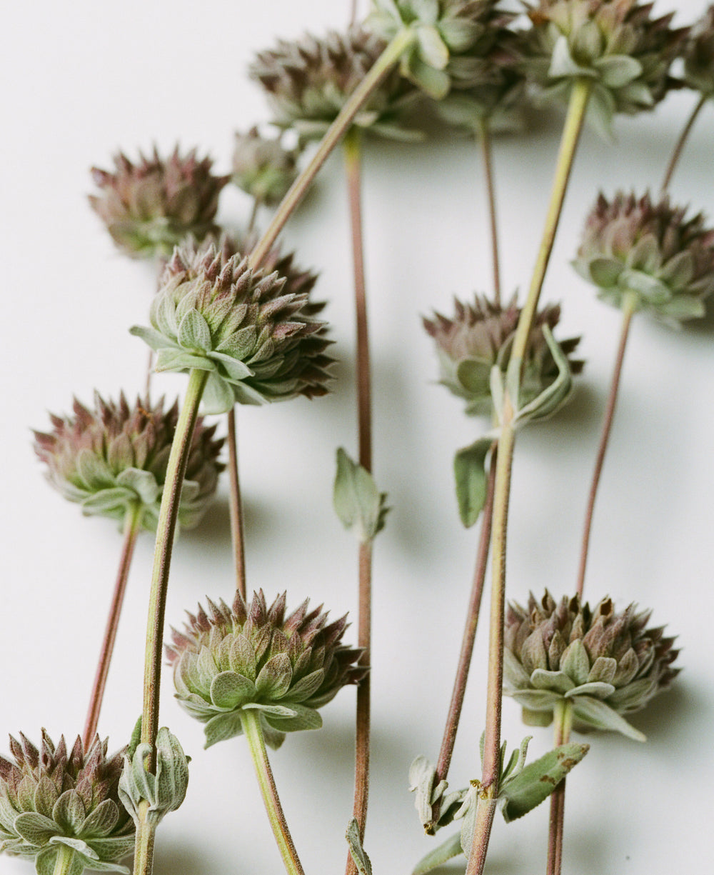 Sage Rich Cream for Hands & Feet