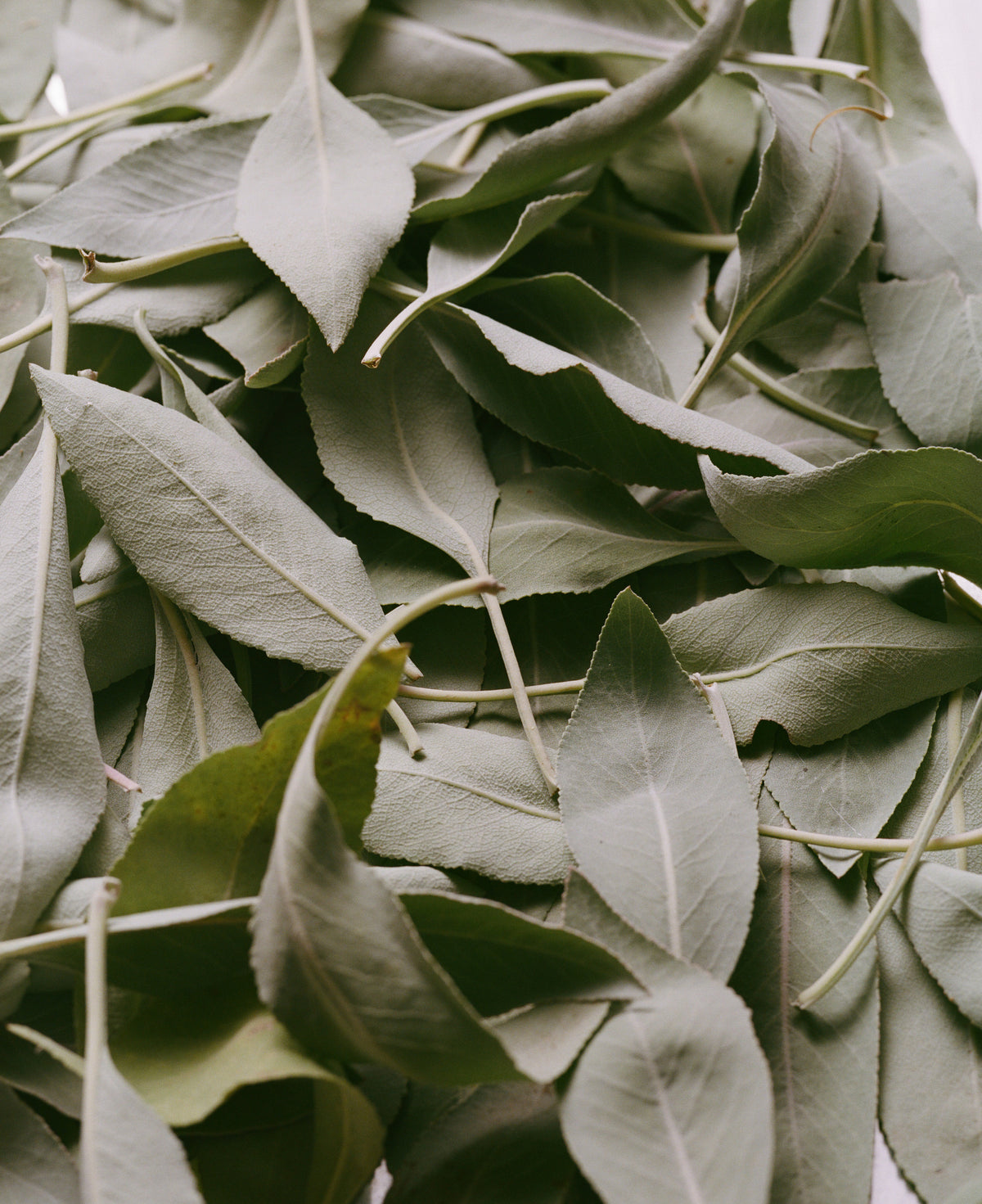 Sage Rich Cream for Hands & Feet