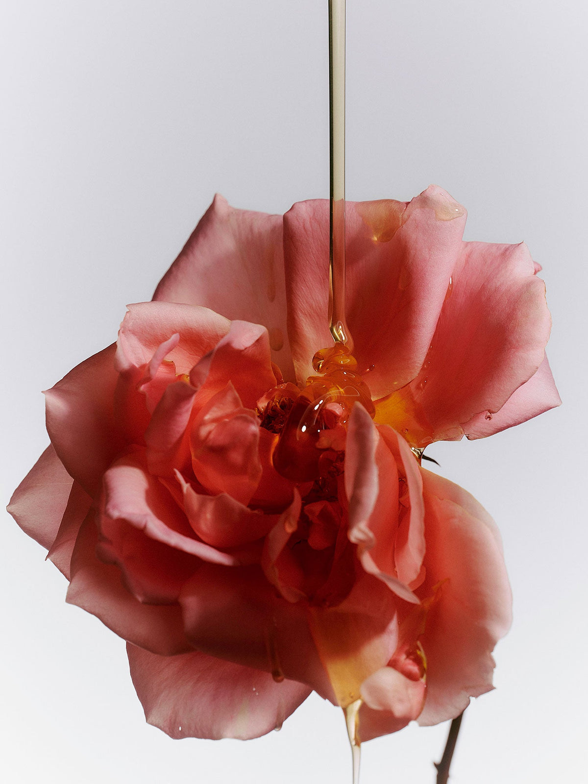 A pink rose is drizzled with honey, creating glossy reflections on the petals.