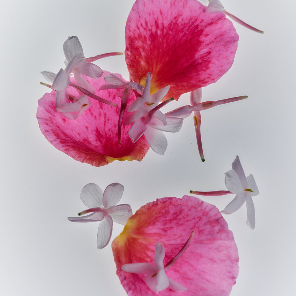 Jasmine Damask Rose Rich Cream