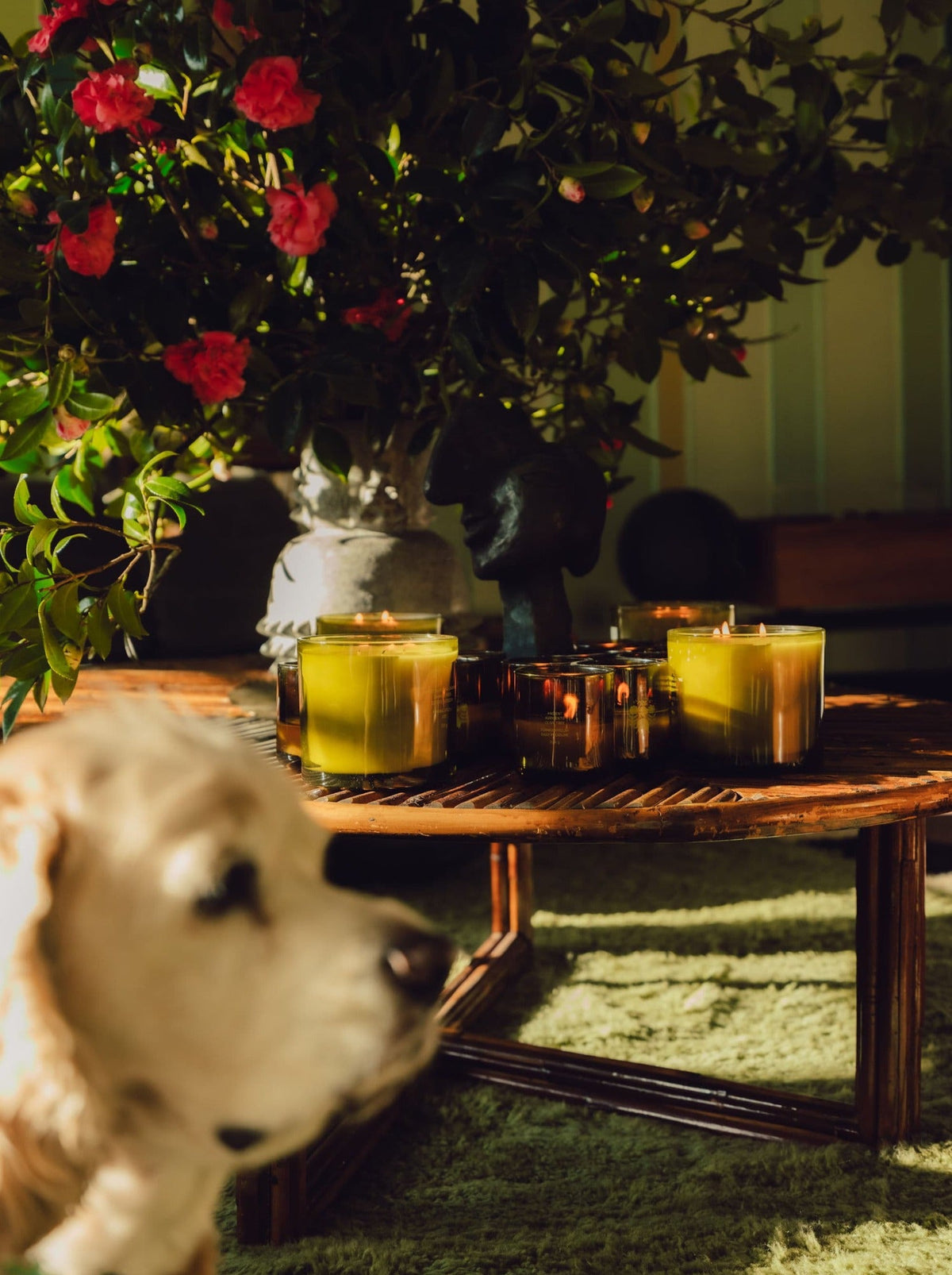 Candles sit on a wooden table, surrounded by greenery and red flowers in a cozy room.