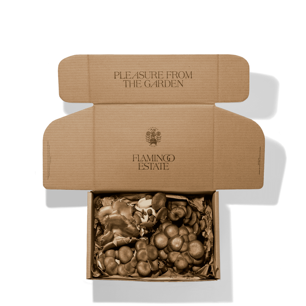 Cardboard box open to reveal various mushrooms inside.