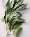 Sage Rich Cream for Hands & Feet