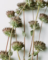 Sage Rich Cream for Hands & Feet