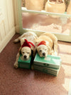 The Guide To Becoming Alive Dog Toy