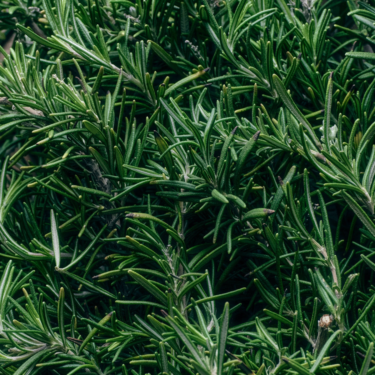 A <i>Wild</i> Garden, Alive with <i>Green</i> Herbs.