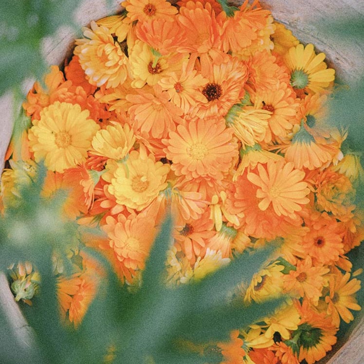 Calendula