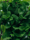 Morning Exfoliating Peppermint Soap Brick