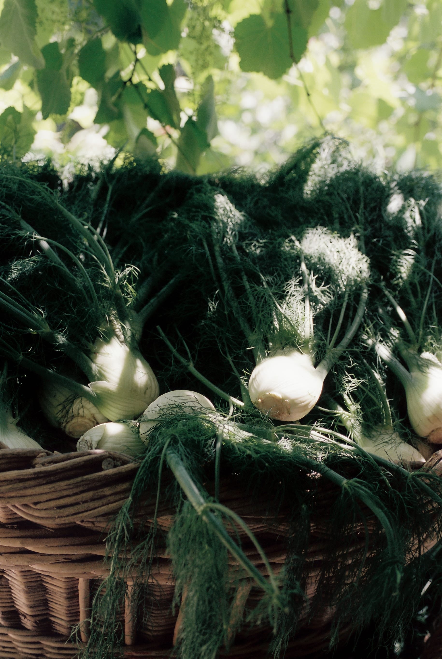 Fennel Flower Olive Oil - Flamingo Estate