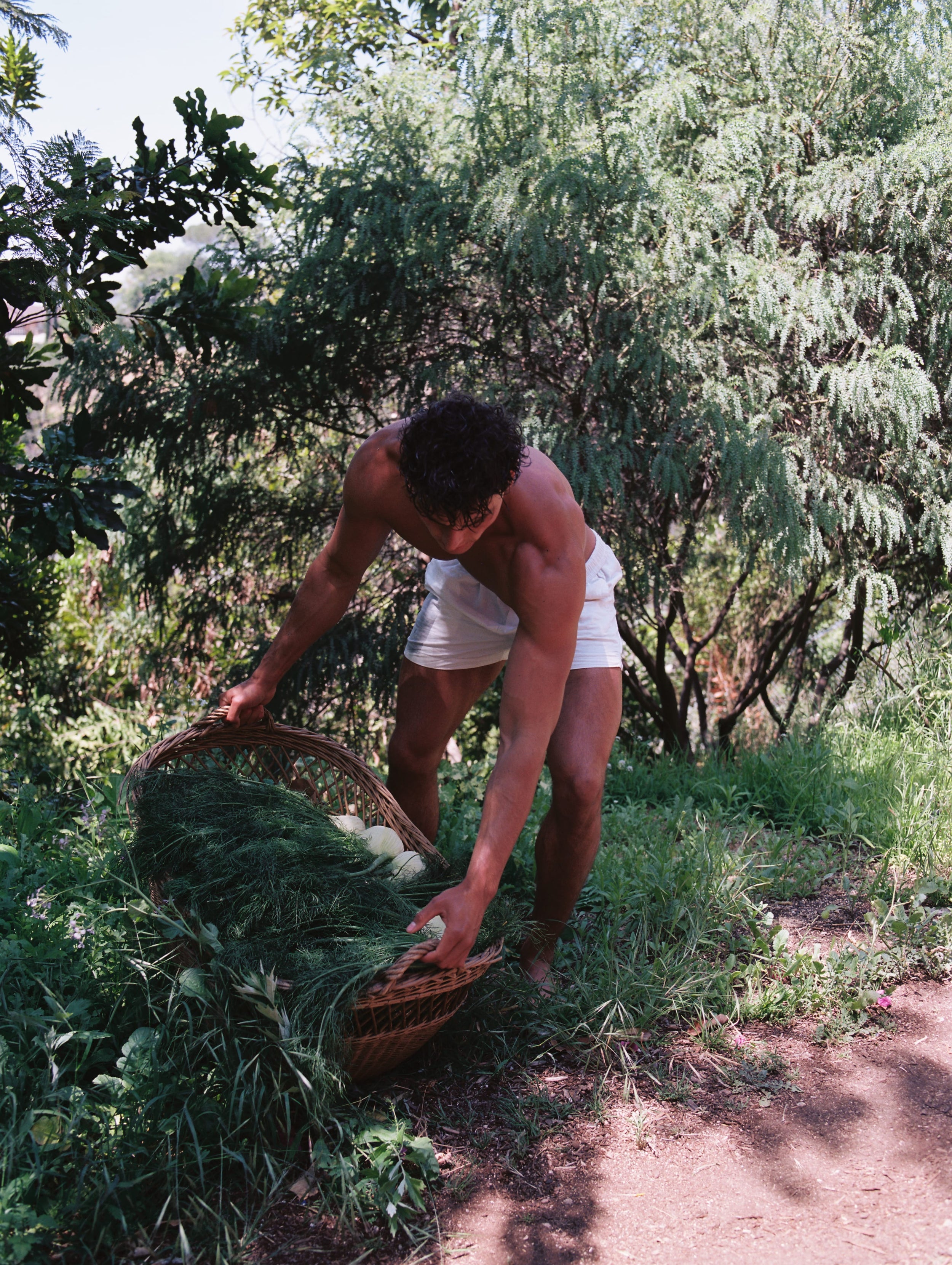 Fennel Flower Olive Oil - Flamingo Estate