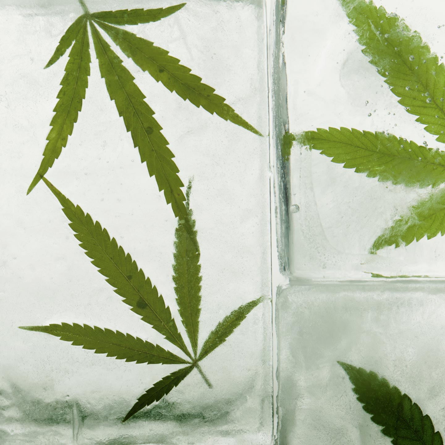 Hemp