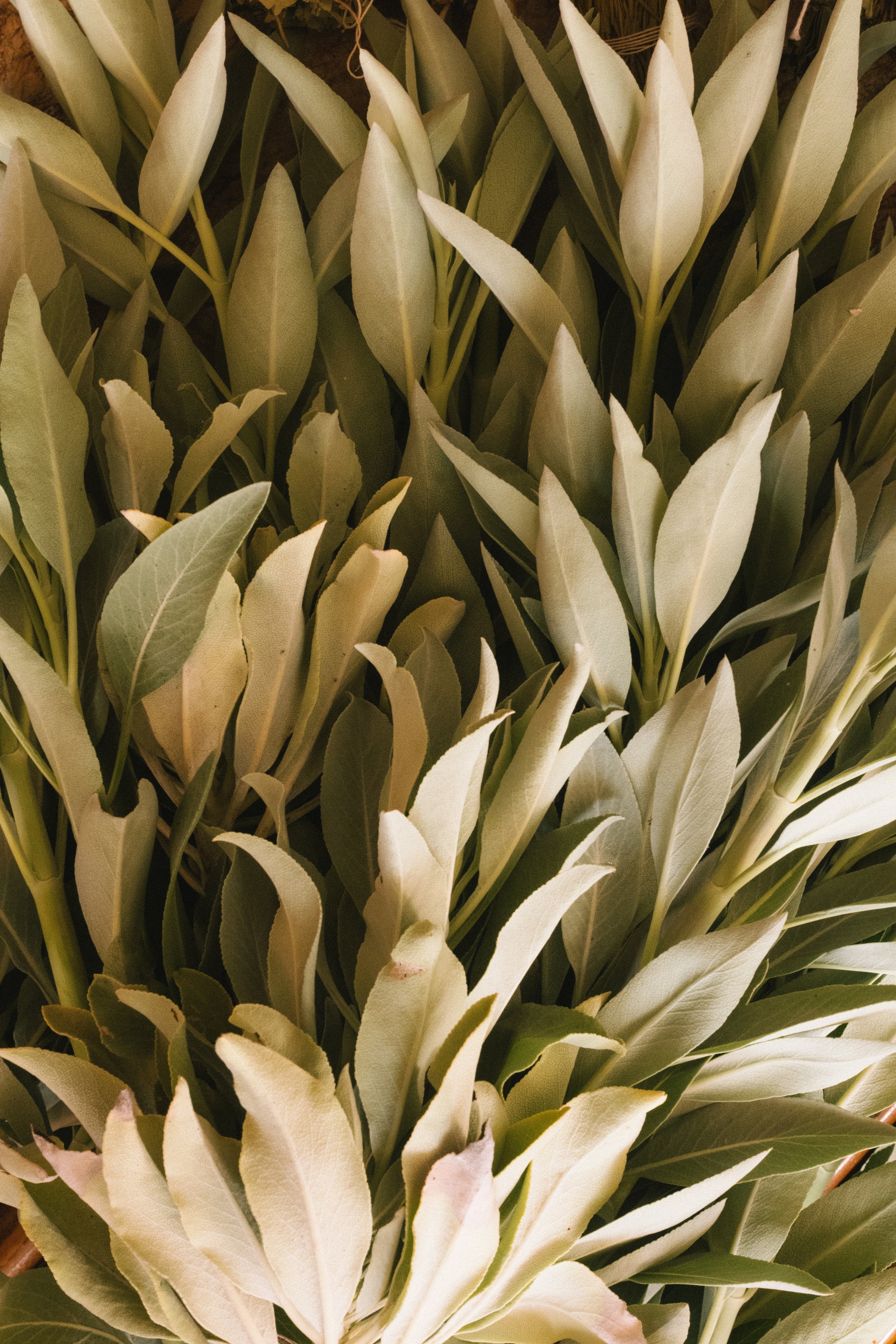 Adriatic Muscatel Sage Candle - Flamingo Estate