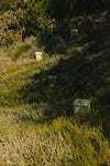 Adriatic Muscatel Sage Candle