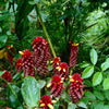 Royal Hawai'i Ginger Soap Brick