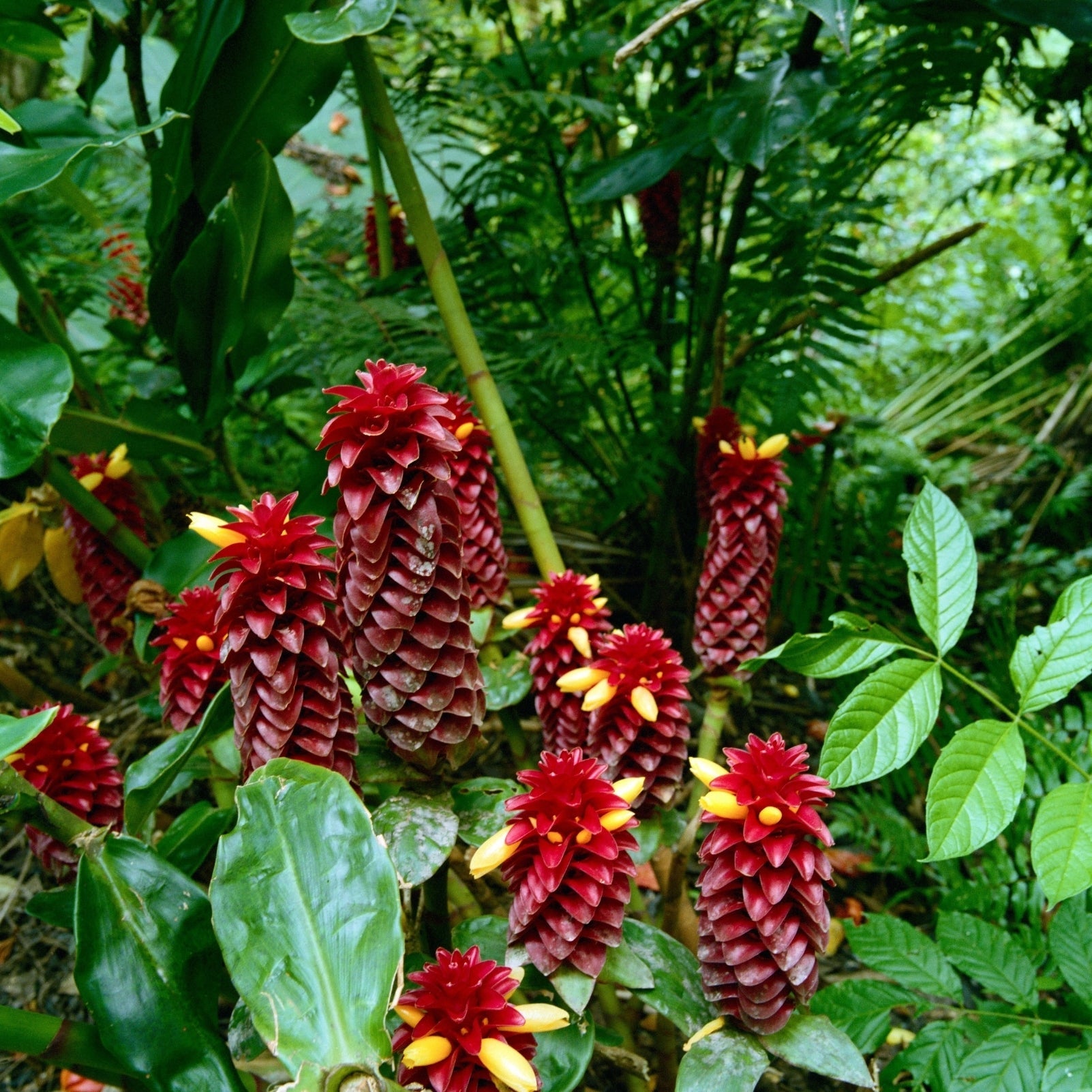 Royal Hawai'i Ginger Soap Brick - Flamingo Estate
