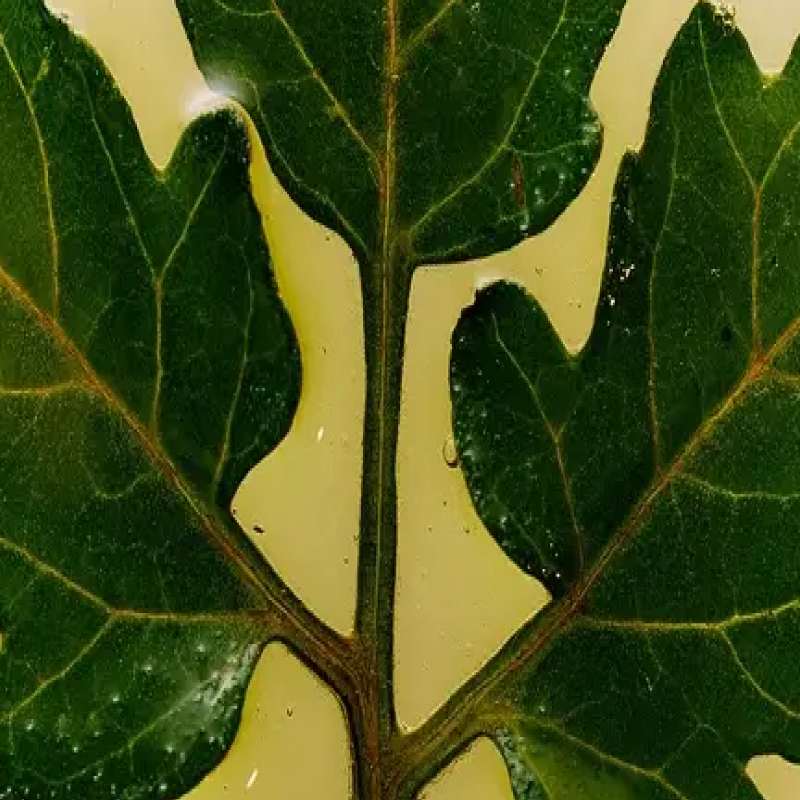 Tomato Leaves