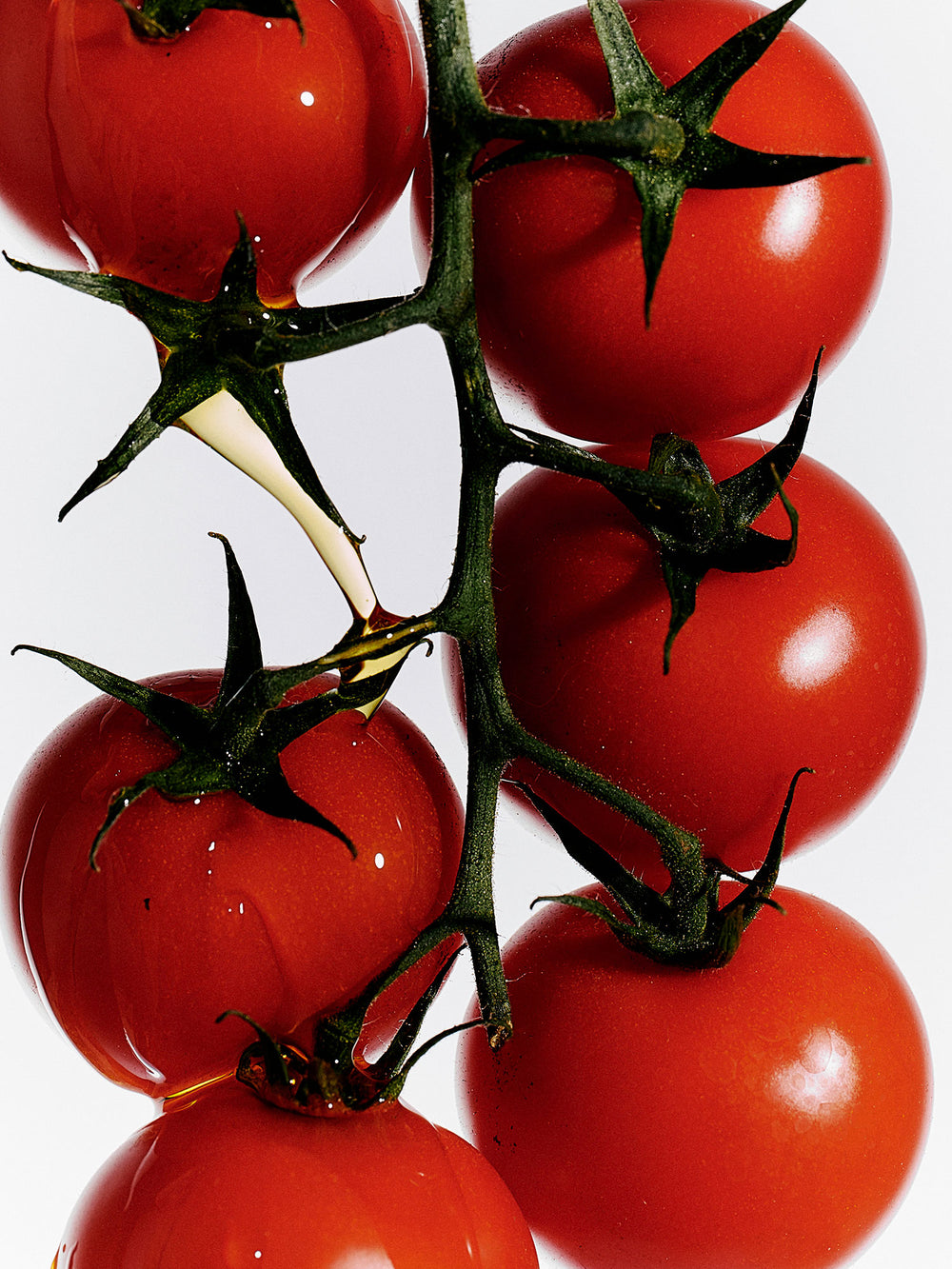 Ripe red tomatoes cluster on a green vine.
