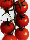 Tomatoes on a Vine