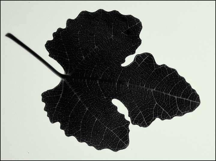 Fig Leaf