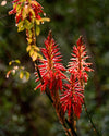 Red, spiky flowers protrude from a dark stem.