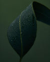 A single dark green leaf, covered in tiny water droplets.