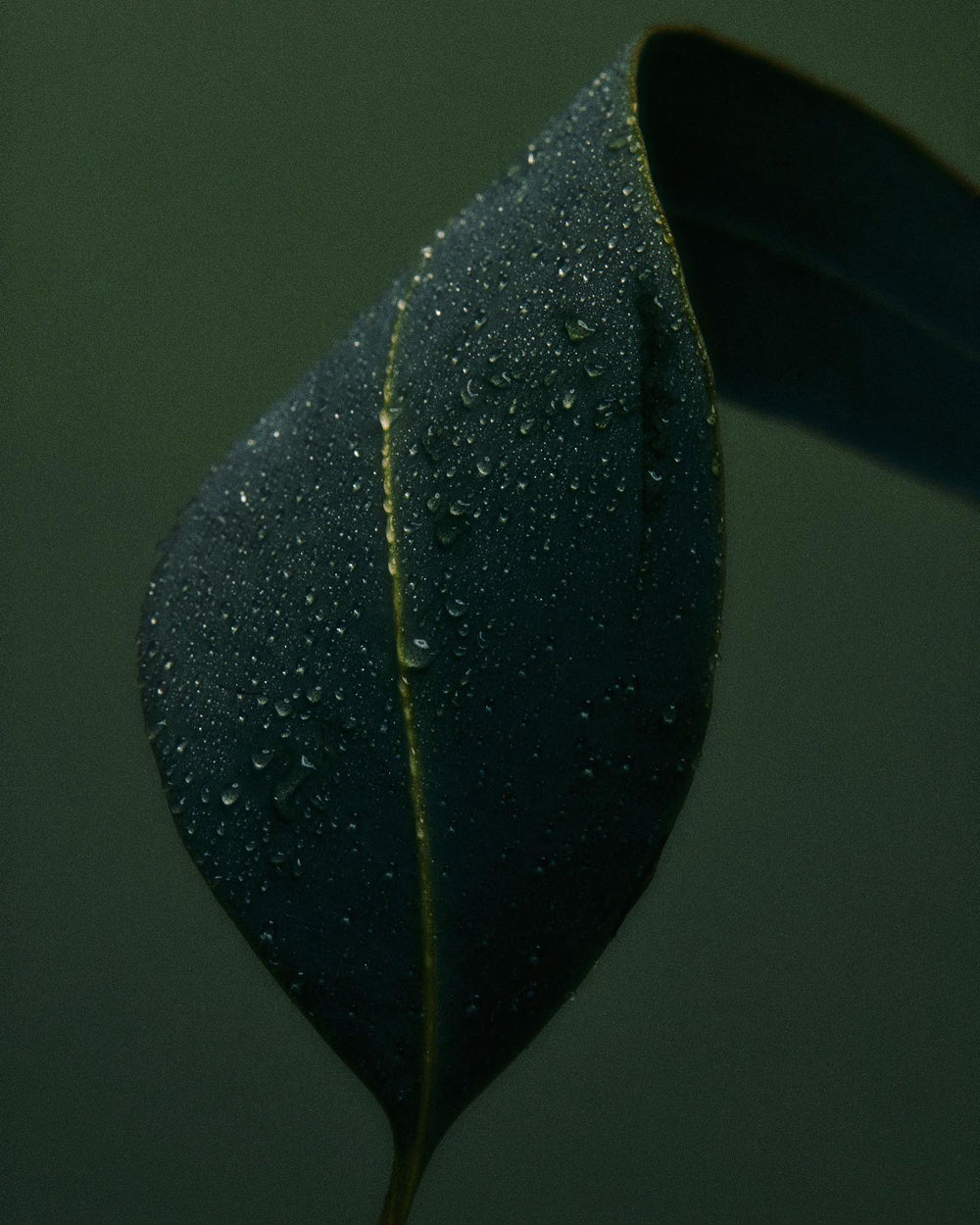 A single dark green leaf, covered in tiny water droplets.